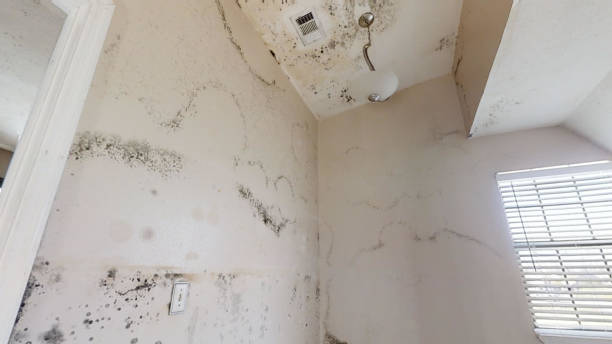 Best Commercial Mold Inspection  in Springfield, KY