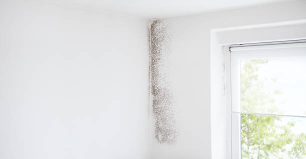 Best Mold Documentation for Insurance Claims  in Springfield, KY