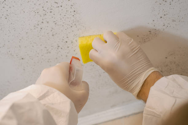 Best Mold Odor Removal Services  in Springfield, KY