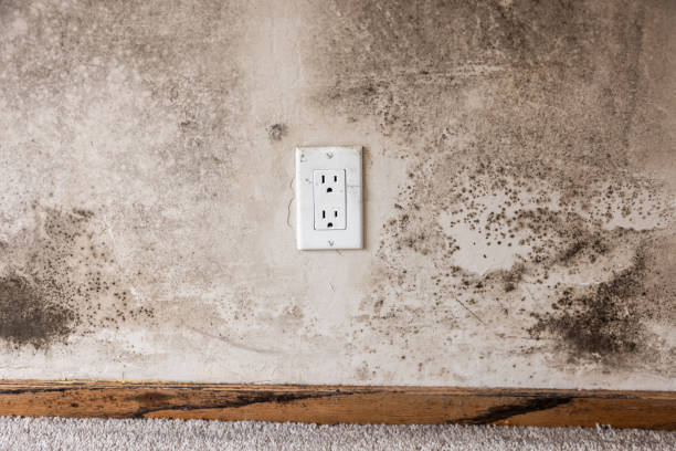 Best Indoor Air Quality Assessment  in Springfield, KY