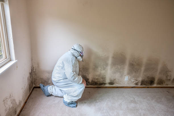Best Post-Remediation Verification Testing  in Springfield, KY
