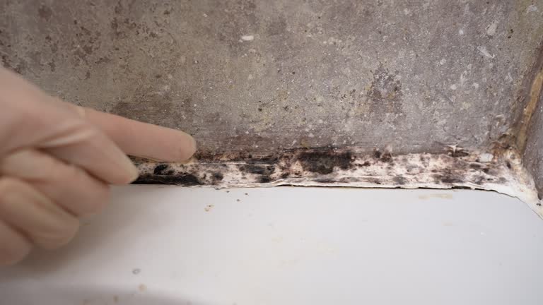 Best Mold Damage Restoration  in Springfield, KY